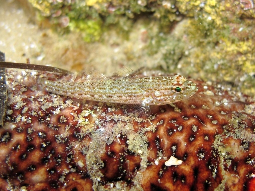 Giovanile di Gobius fallax